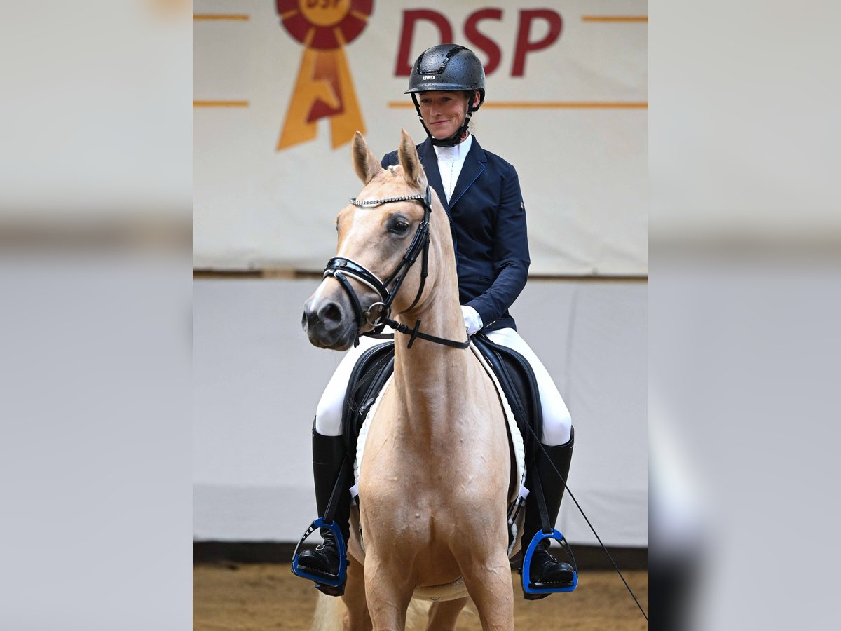 Deutsches Reitpony Stute 3 Jahre 147 cm Palomino in Gomadingen