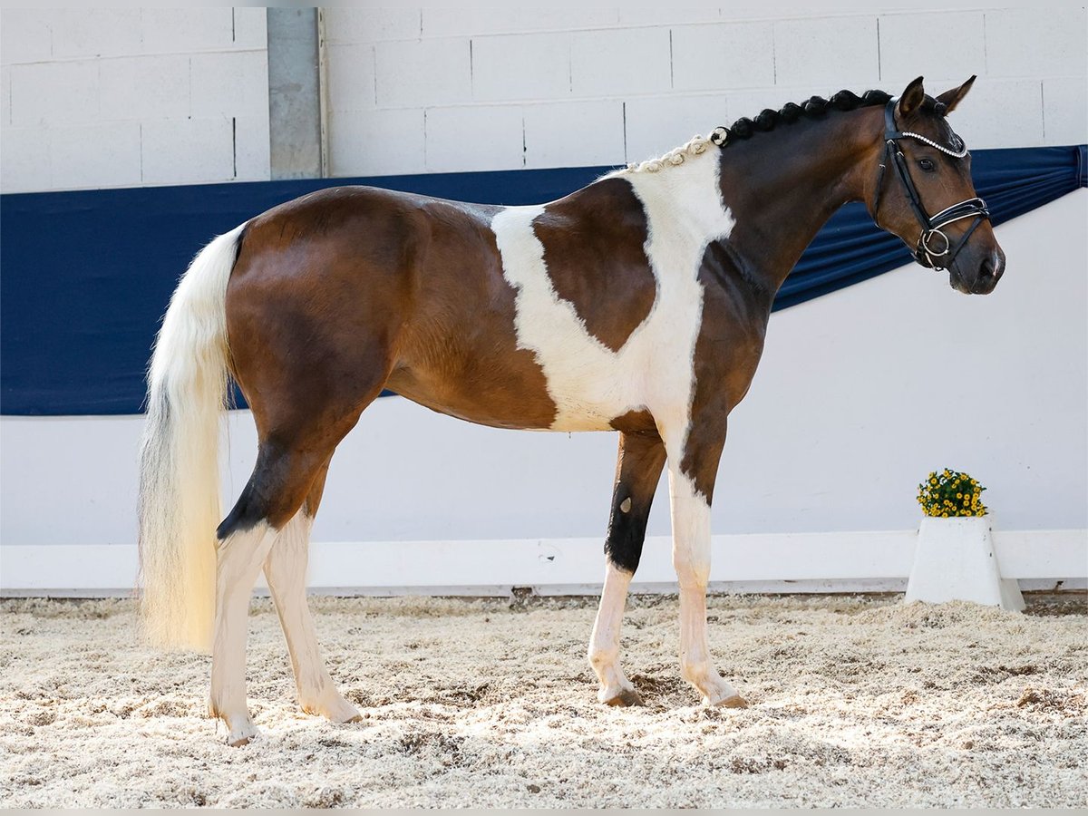 Deutsches Reitpony Stute 3 Jahre 147 cm Schecke in Marsberg