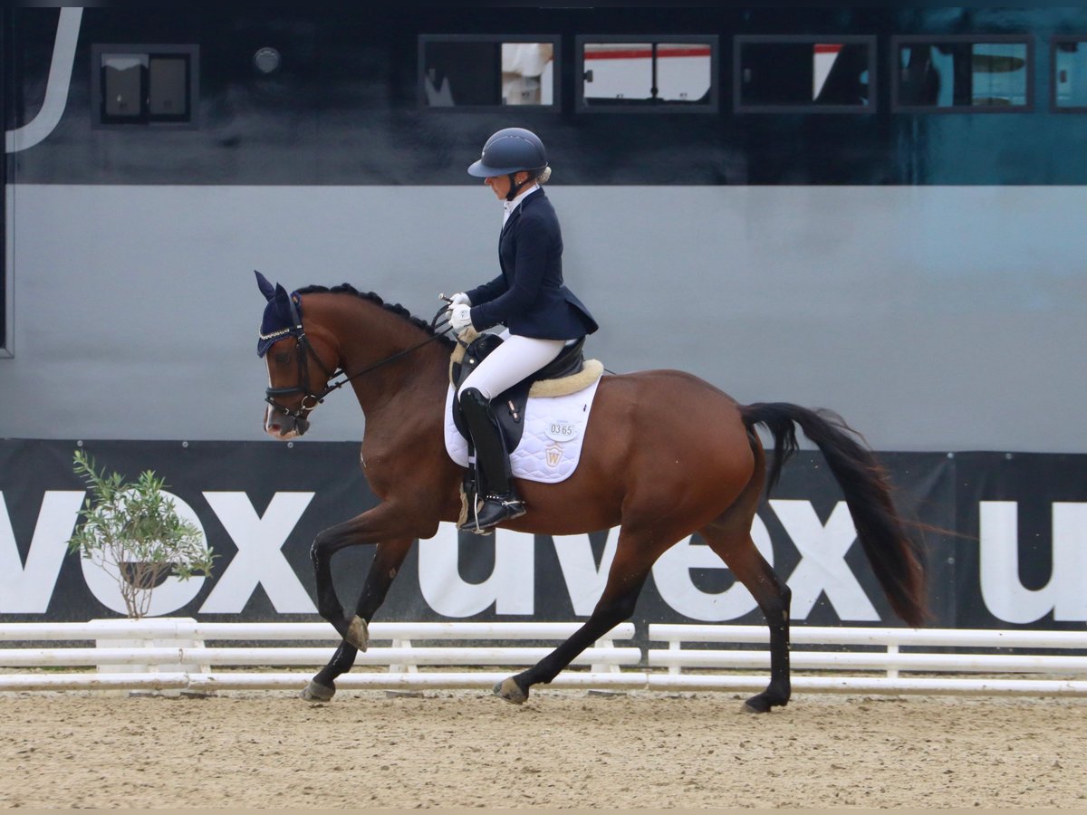 Deutsches Reitpony Stute 3 Jahre 148 cm Brauner in Vlotho