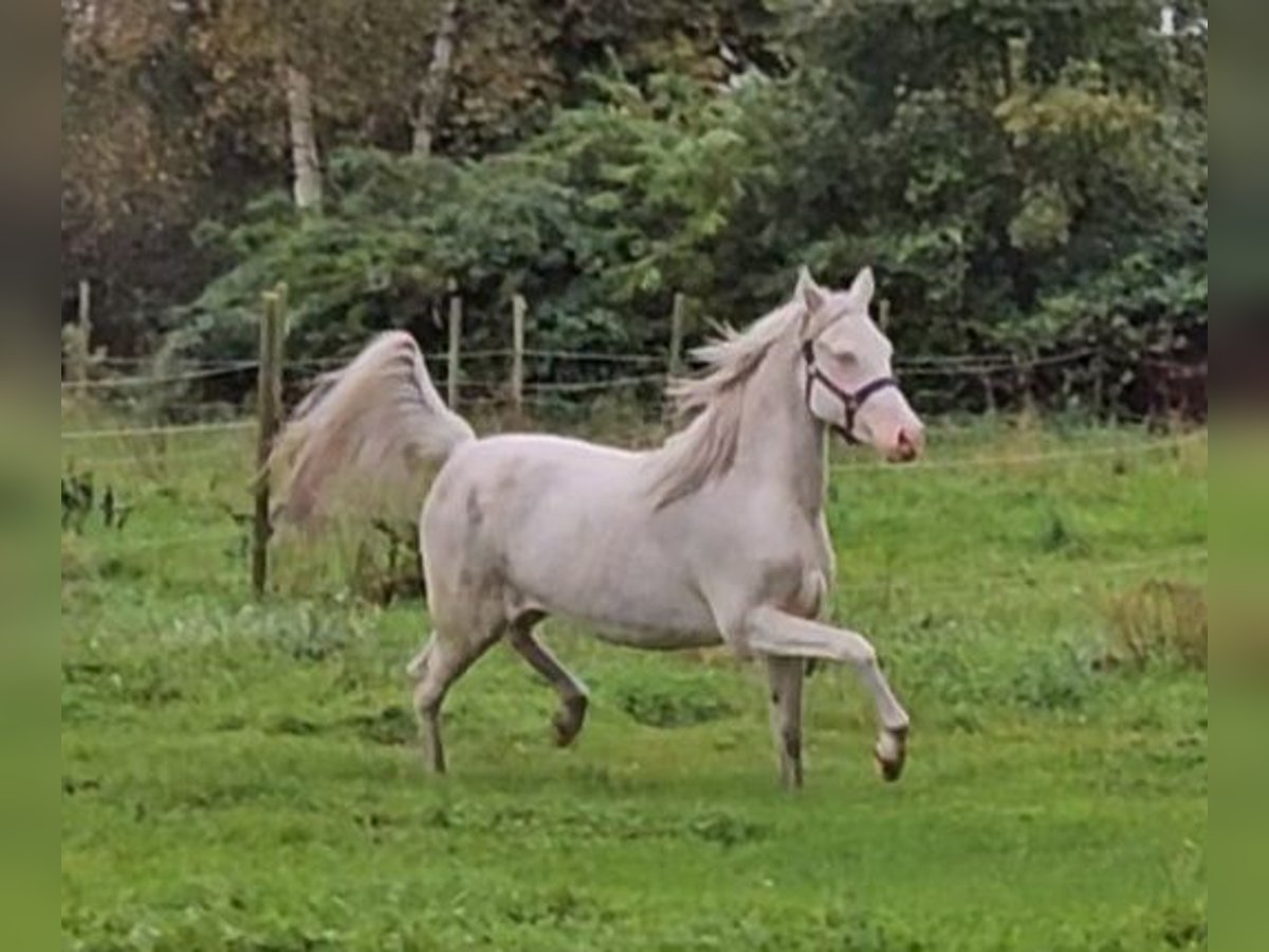 Deutsches Reitpony Stute 3 Jahre 148 cm Cremello in Südbrookmerland Victorbur