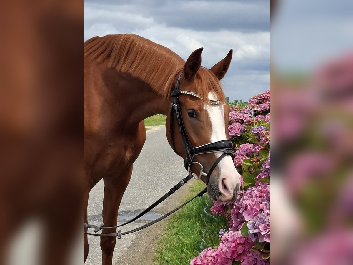 Deutsches Reitpony Stute 3 Jahre 148 cm in Weeze