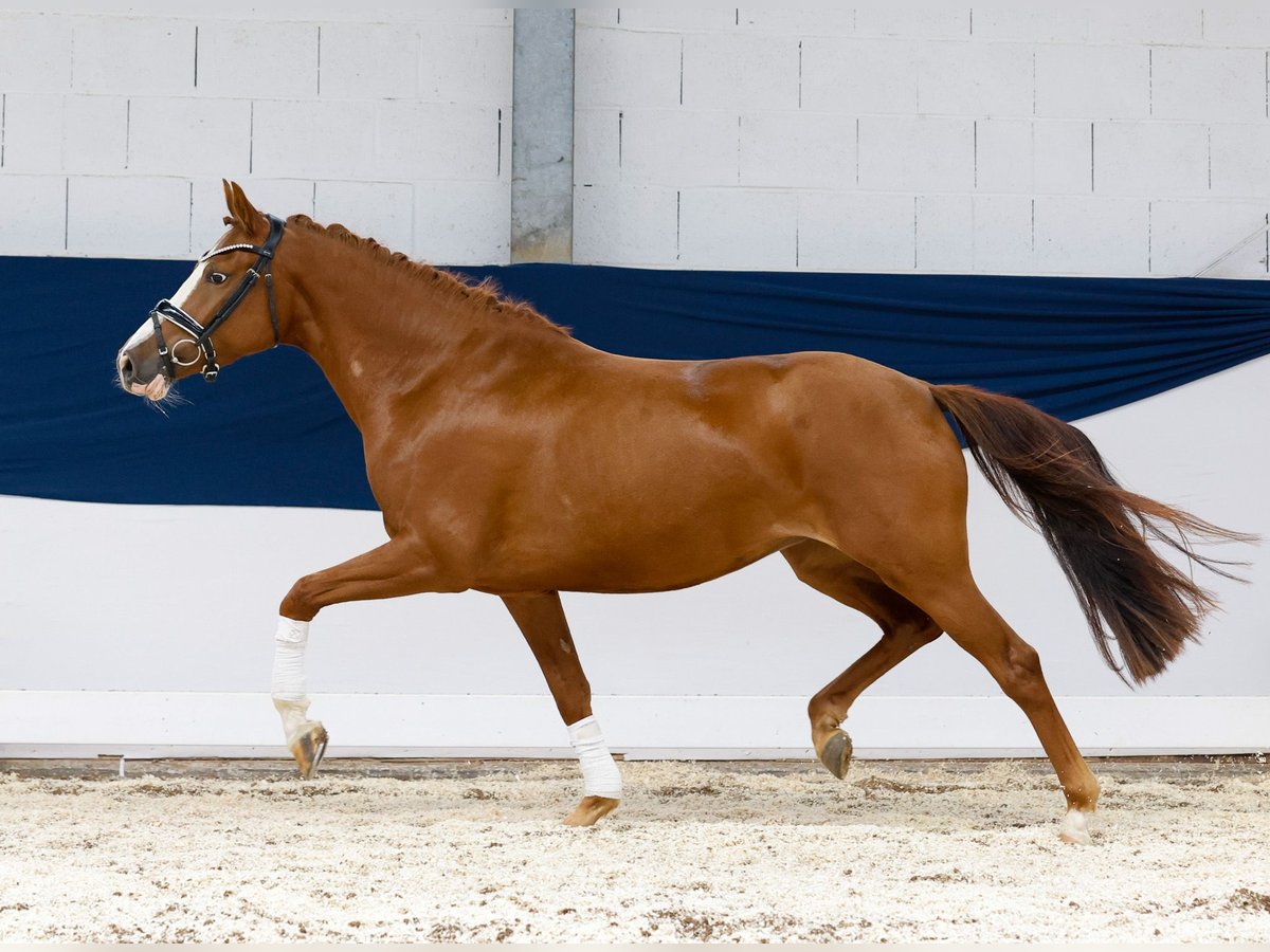Deutsches Reitpony Stute 3 Jahre 148 cm Fuchs in Marsberg