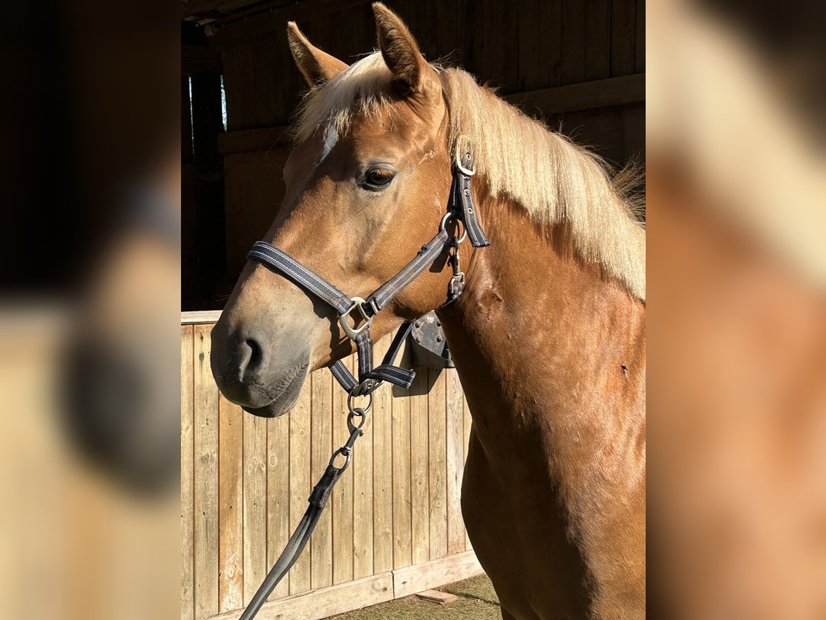Deutsches Reitpony Mix Stute 3 Jahre 148 cm Fuchs in Burghaun