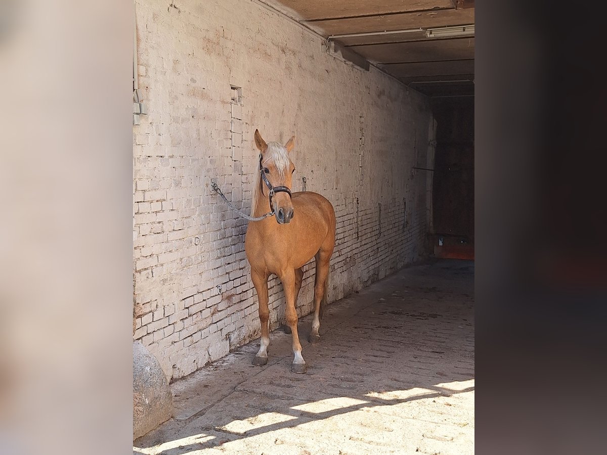 Deutsches Reitpony Stute 3 Jahre 148 cm Palomino in Treuen