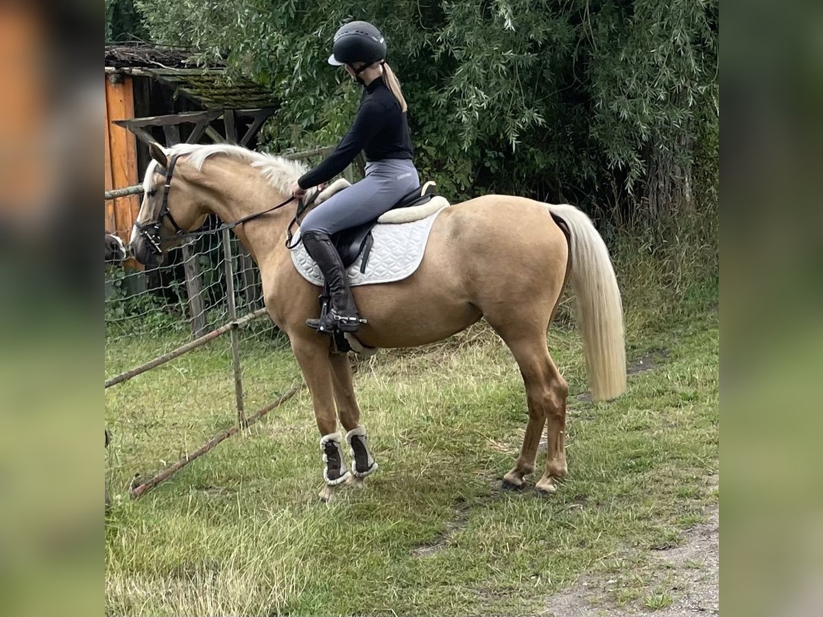 Deutsches Reitpony Stute 3 Jahre 148 cm Palomino in G&#xF6;rmin