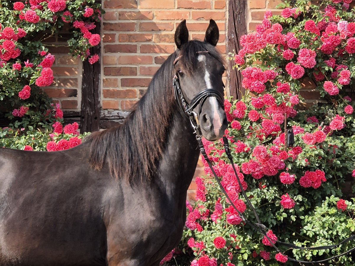 Deutsches Reitpony Stute 3 Jahre 148 cm Rappe in Uslar