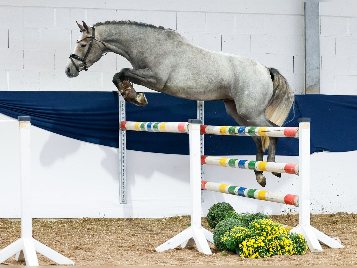 Deutsches Reitpony Stute 3 Jahre 148 cm Schimmel in Marsberg