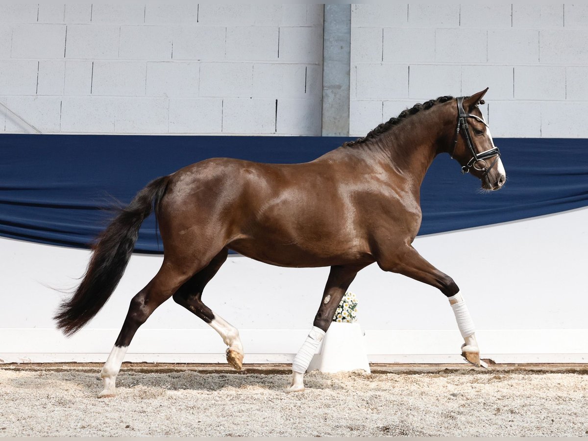 Deutsches Reitpony Stute 3 Jahre 149 cm Falbe in Marsberg