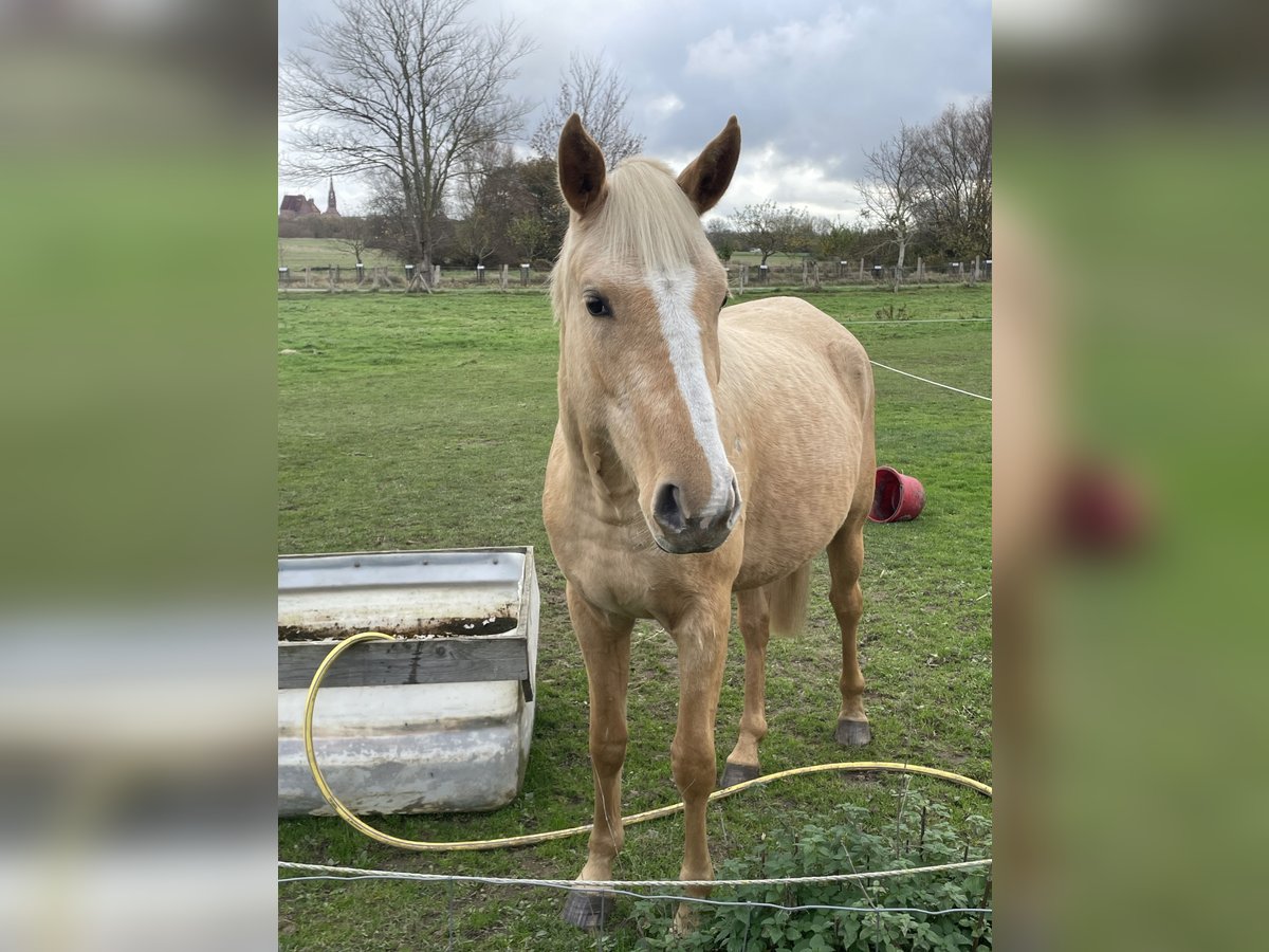 Deutsches Reitpony Stute 3 Jahre 149 cm Palomino in G&#xF6;rmin