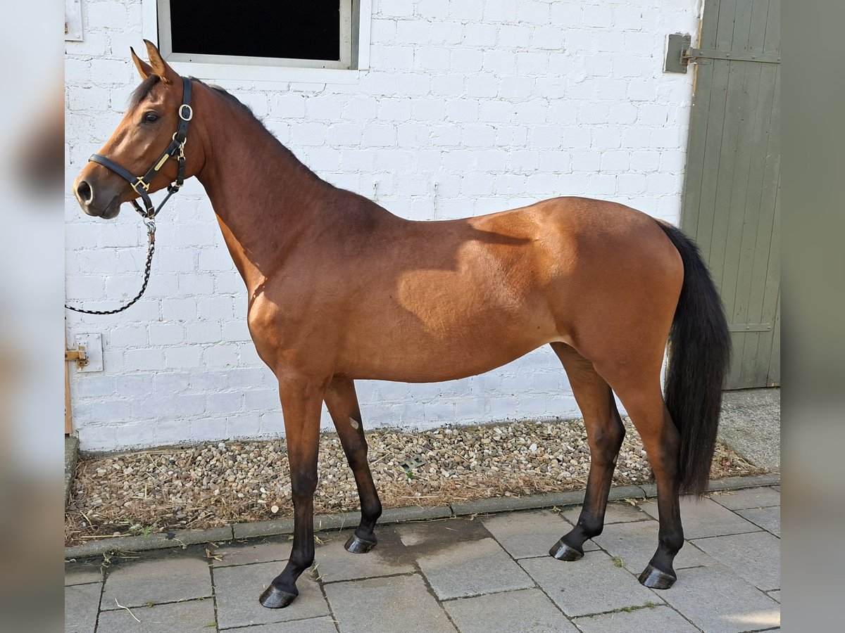 Deutsches Reitpony Stute 3 Jahre 150 cm Brauner in Elsdorf
