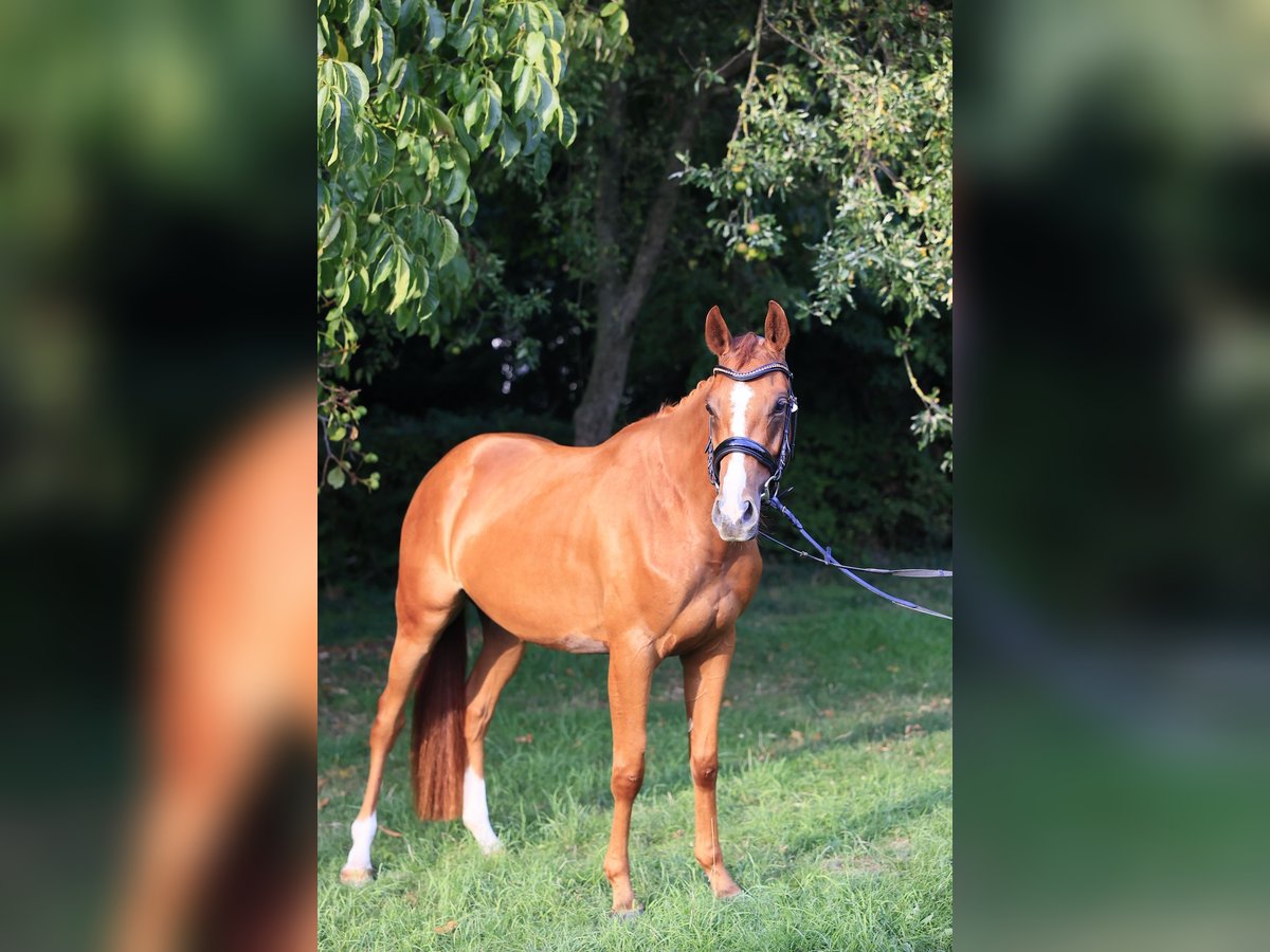 Deutsches Reitpony Mix Stute 3 Jahre 150 cm Fuchs in Baesweiler