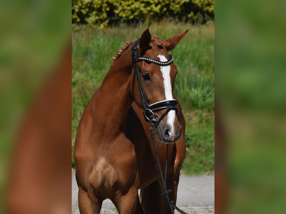 Deutsches Reitpony Stute 3 Jahre 150 cm Fuchs in Fürstenau