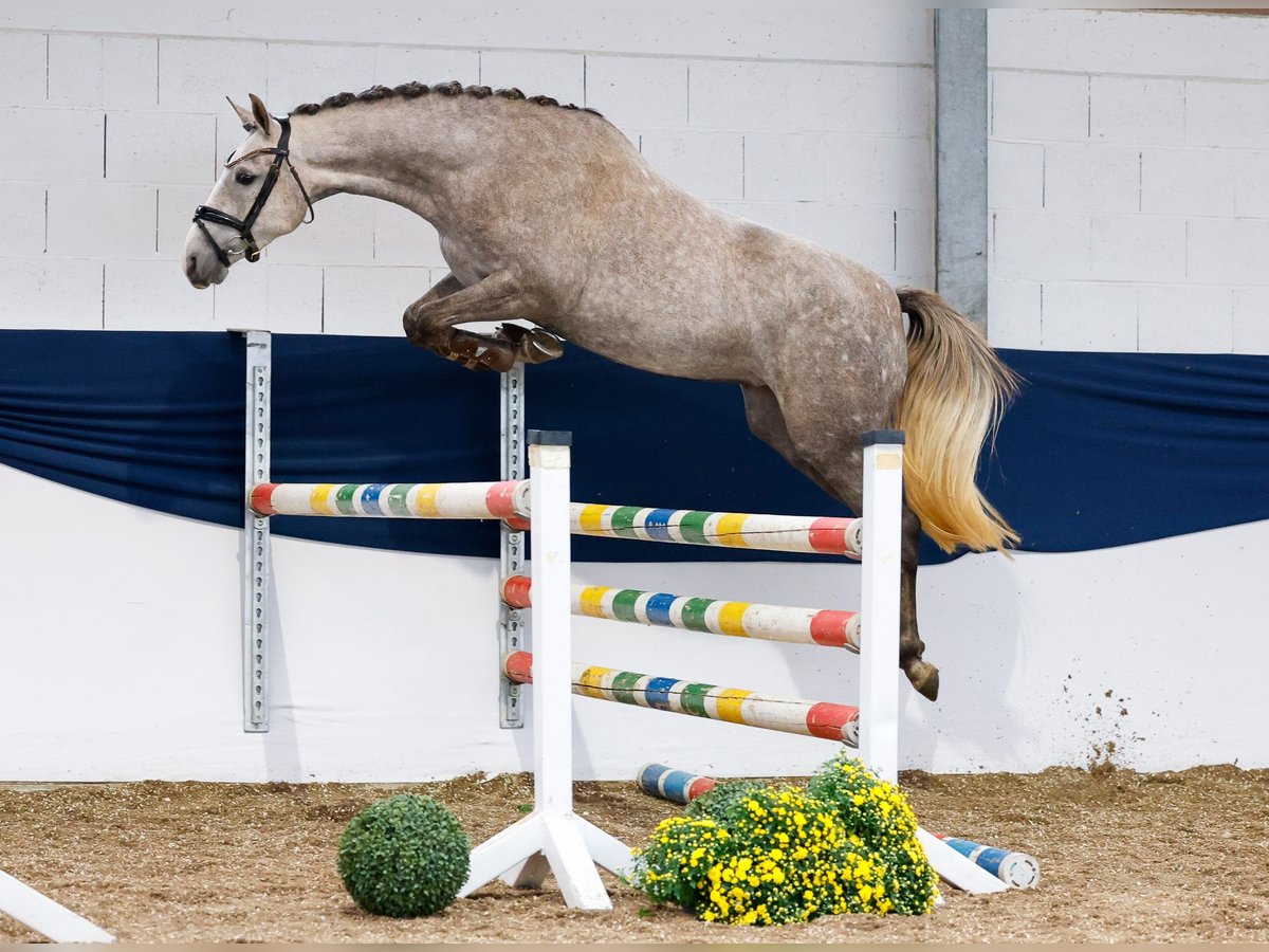 Deutsches Reitpony Stute 3 Jahre 150 cm Schimmel in Marsberg