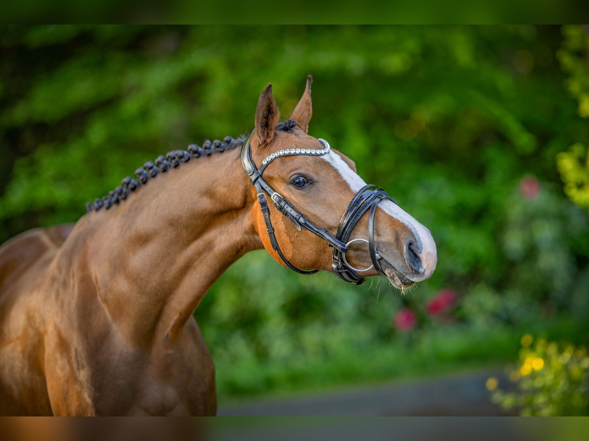 Deutsches Reitpony Stute 3 Jahre 152 cm Brauner in Visselh&#xF6;vede