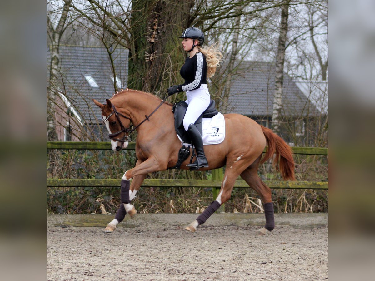 Deutsches Reitpony Stute 3 Jahre 152 cm Fuchs in Brummen