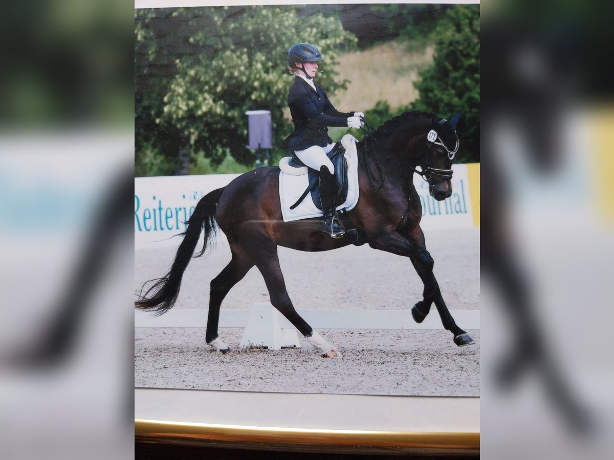 Deutsches Reitpony Stute 3 Jahre 153 cm Dunkelbrauner in Donaueschingen
