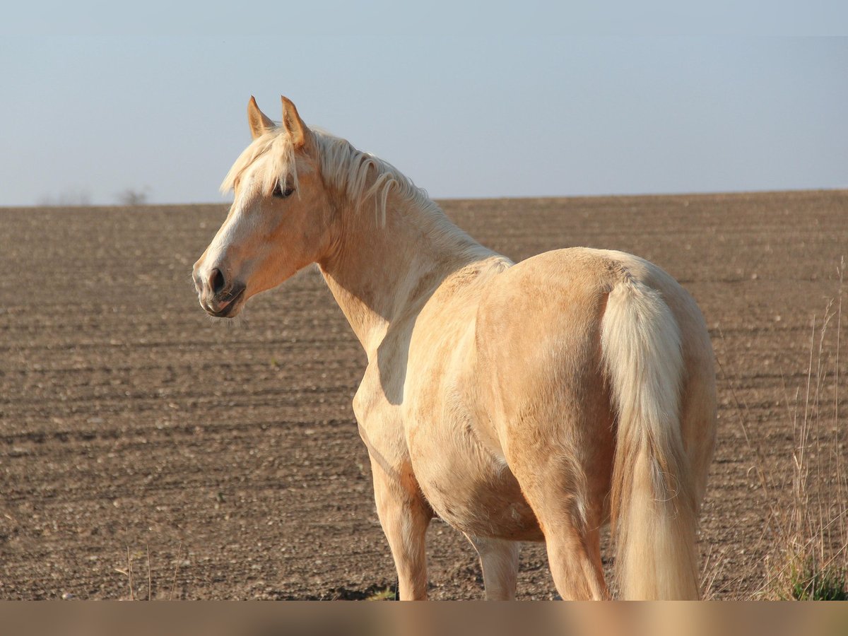 Deutsches Reitpony Stute 3 Jahre 153 cm Palomino in Hintertiefenbach