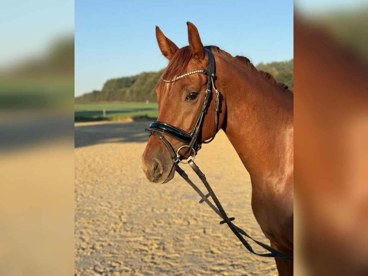 Deutsches Reitpony Stute 3 Jahre 154 cm Fuchs in Dortmund