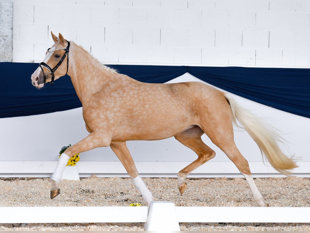 Deutsches Reitpony Stute 3 Jahre 155 cm Palomino in Marsberg