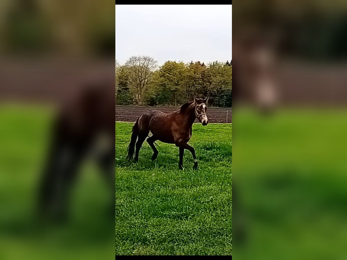 Deutsches Reitpony Stute 3 Jahre 156 cm Buckskin in Assen