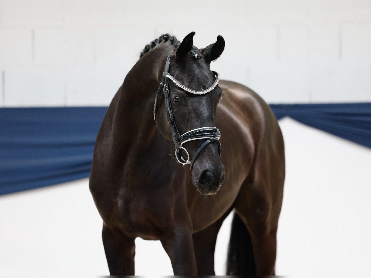 Deutsches Reitpony Stute 3 Jahre 157 cm Schwarzbrauner in Marsberg