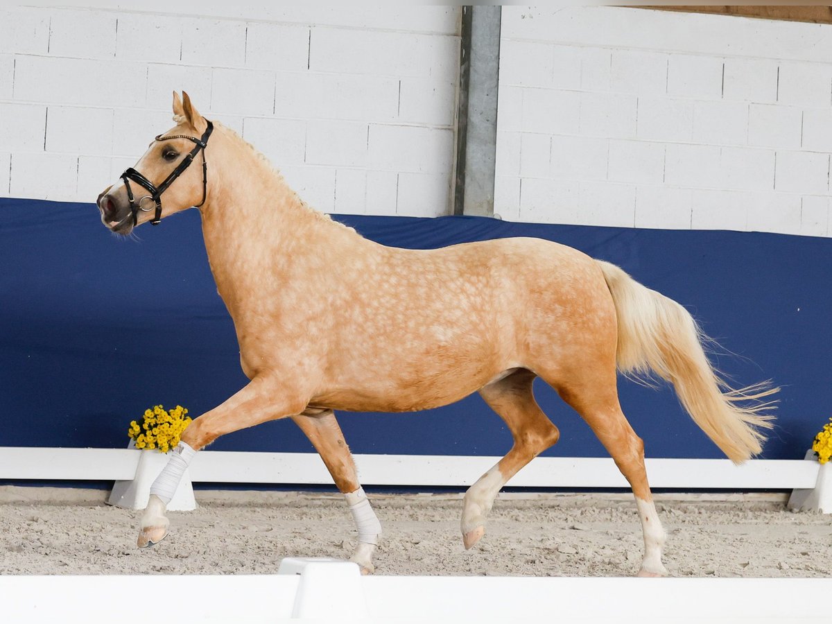 Deutsches Reitpony Stute 3 Jahre 158 cm Palomino in Marsberg