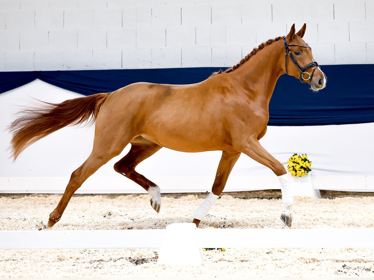 Deutsches Reitpony Stute 3 Jahre 159 cm Fuchs in Marsberg