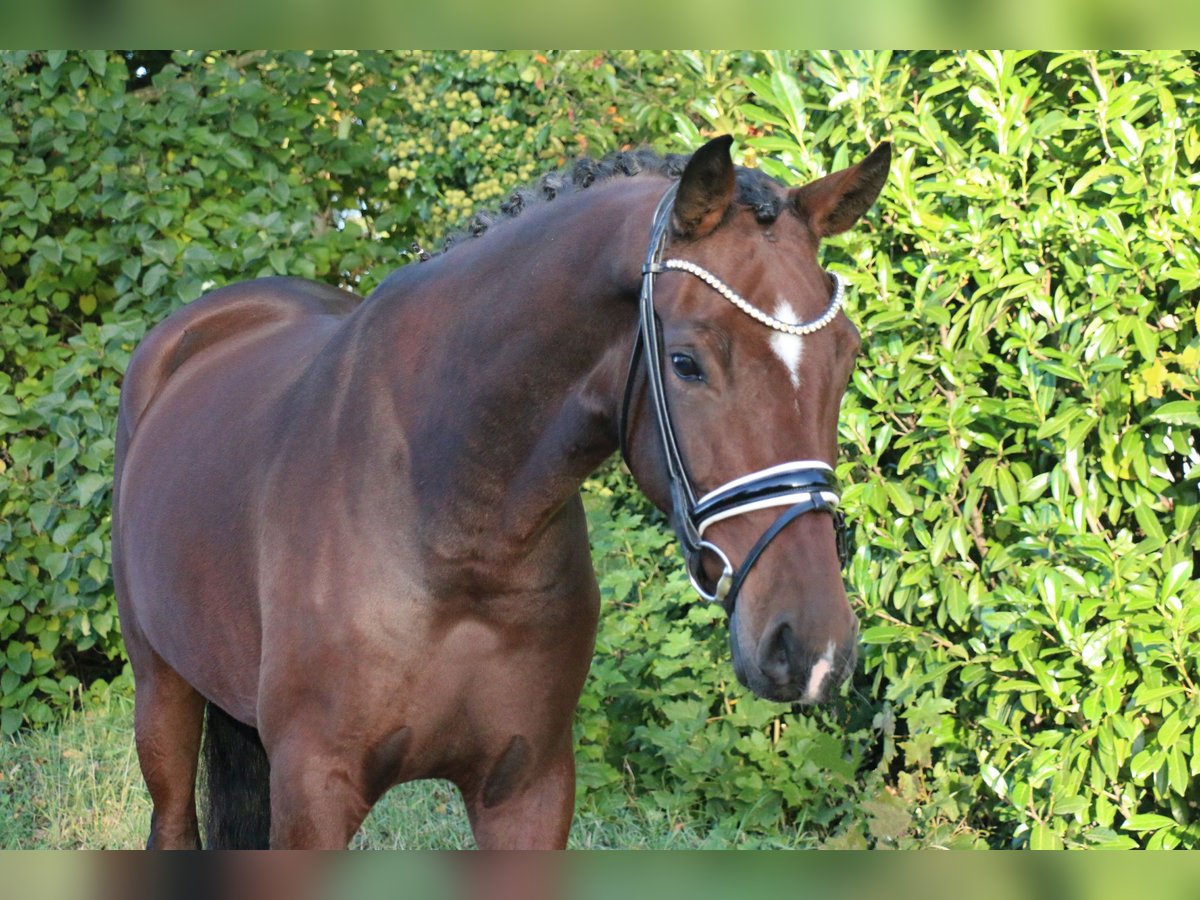 Deutsches Reitpony Stute 3 Jahre 161 cm Brauner in Recke, bei Osnabrück