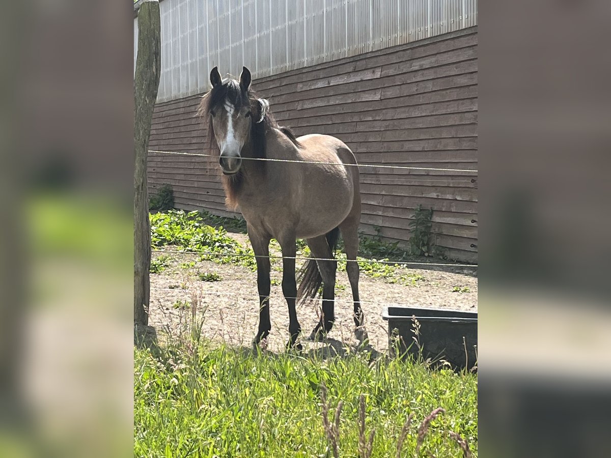 Deutsches Reitpony Stute 4 Jahre 125 cm Braunfalbschimmel in Fehrbellin