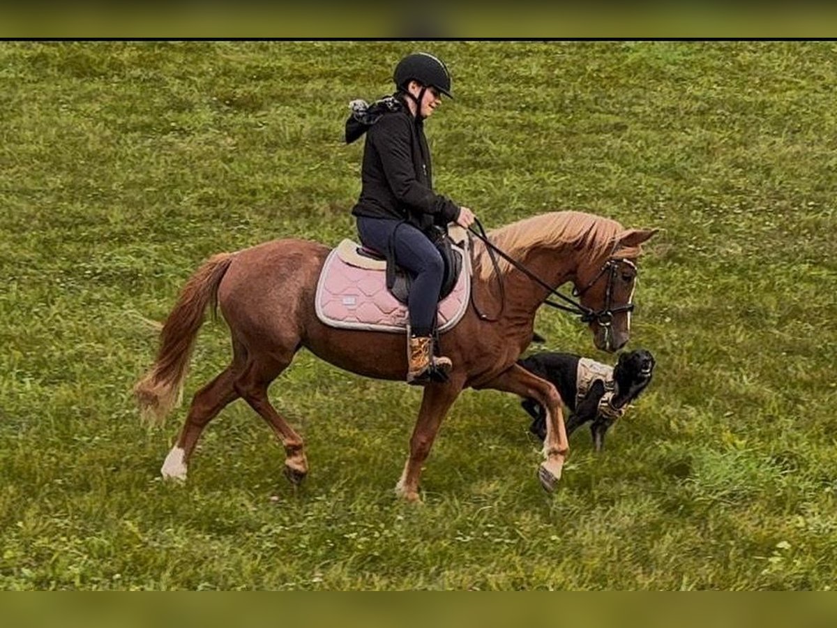 Deutsches Reitpony Stute 4 Jahre 132 cm Fuchs in Biebergemünd Deutsches Reitpony Stute 4 Jahre 132 cm Fuchs in Biebergemünd
