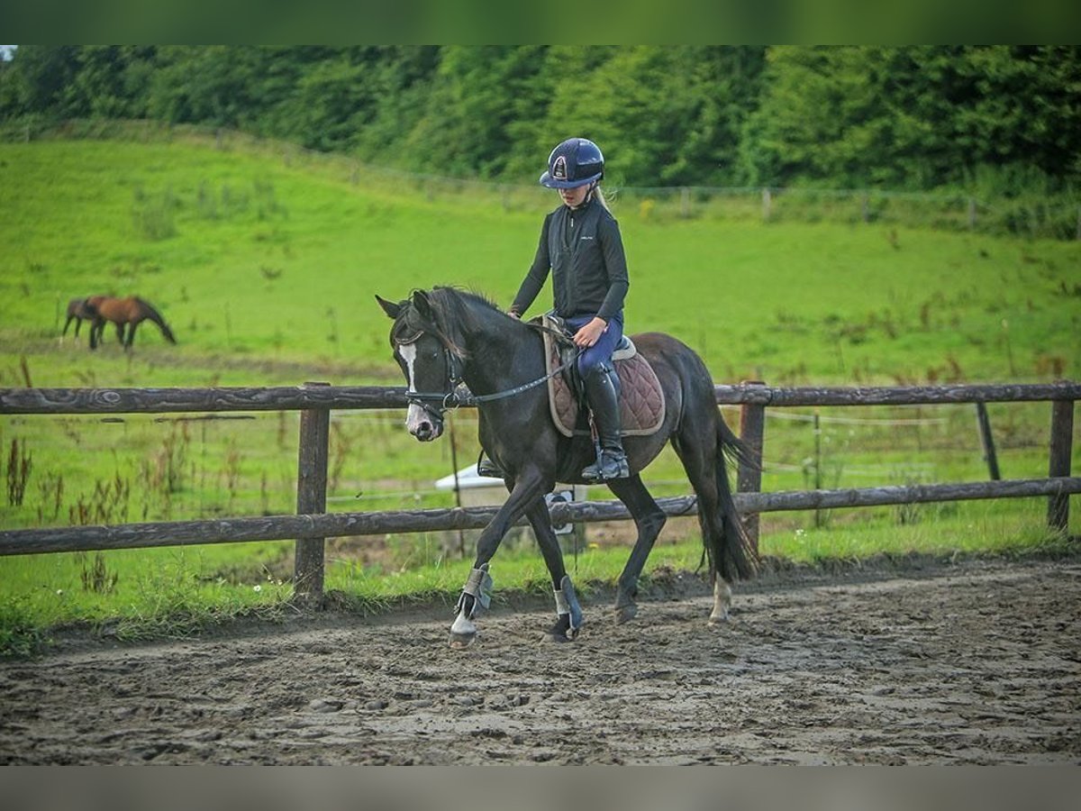 Deutsches Reitpony Stute 4 Jahre 133 cm Rappe in Schuby