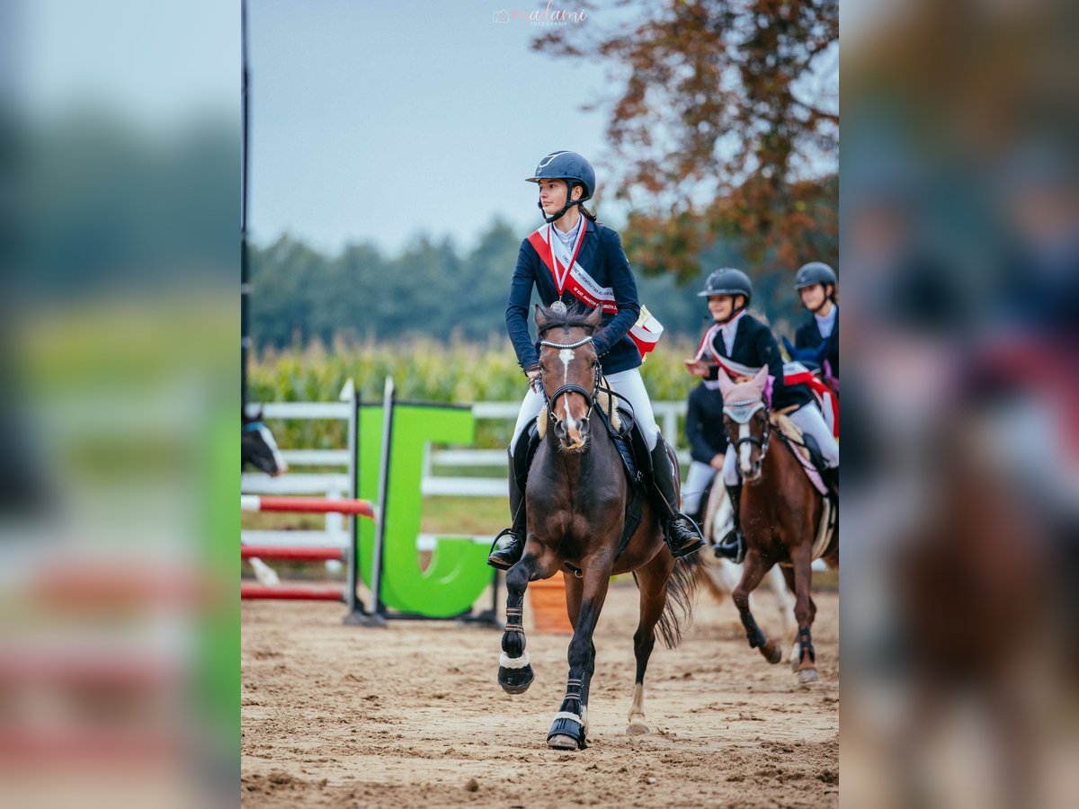 Deutsches Reitpony Stute 4 Jahre 137 cm Rotbrauner in fabianki