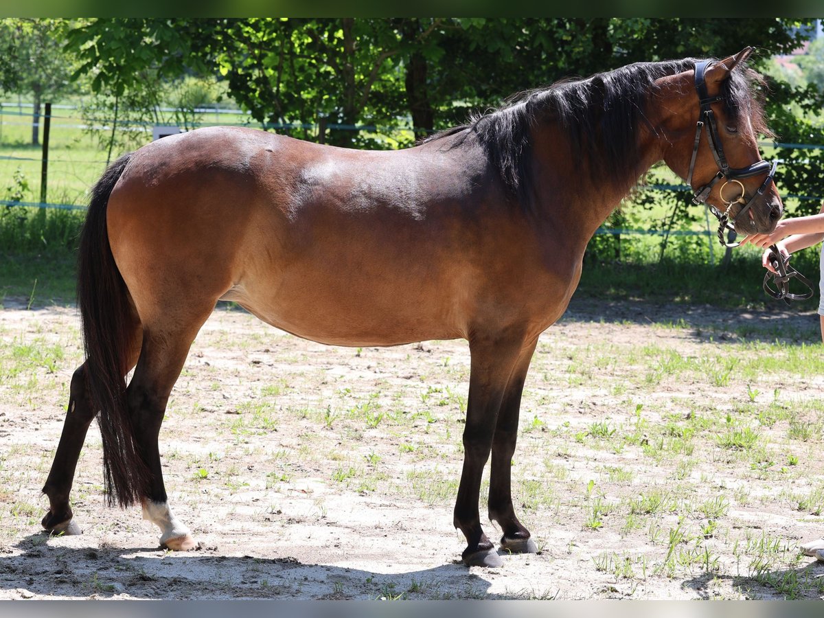 Deutsches Reitpony Stute 4 Jahre 139 cm Brauner in Vilsbiburg