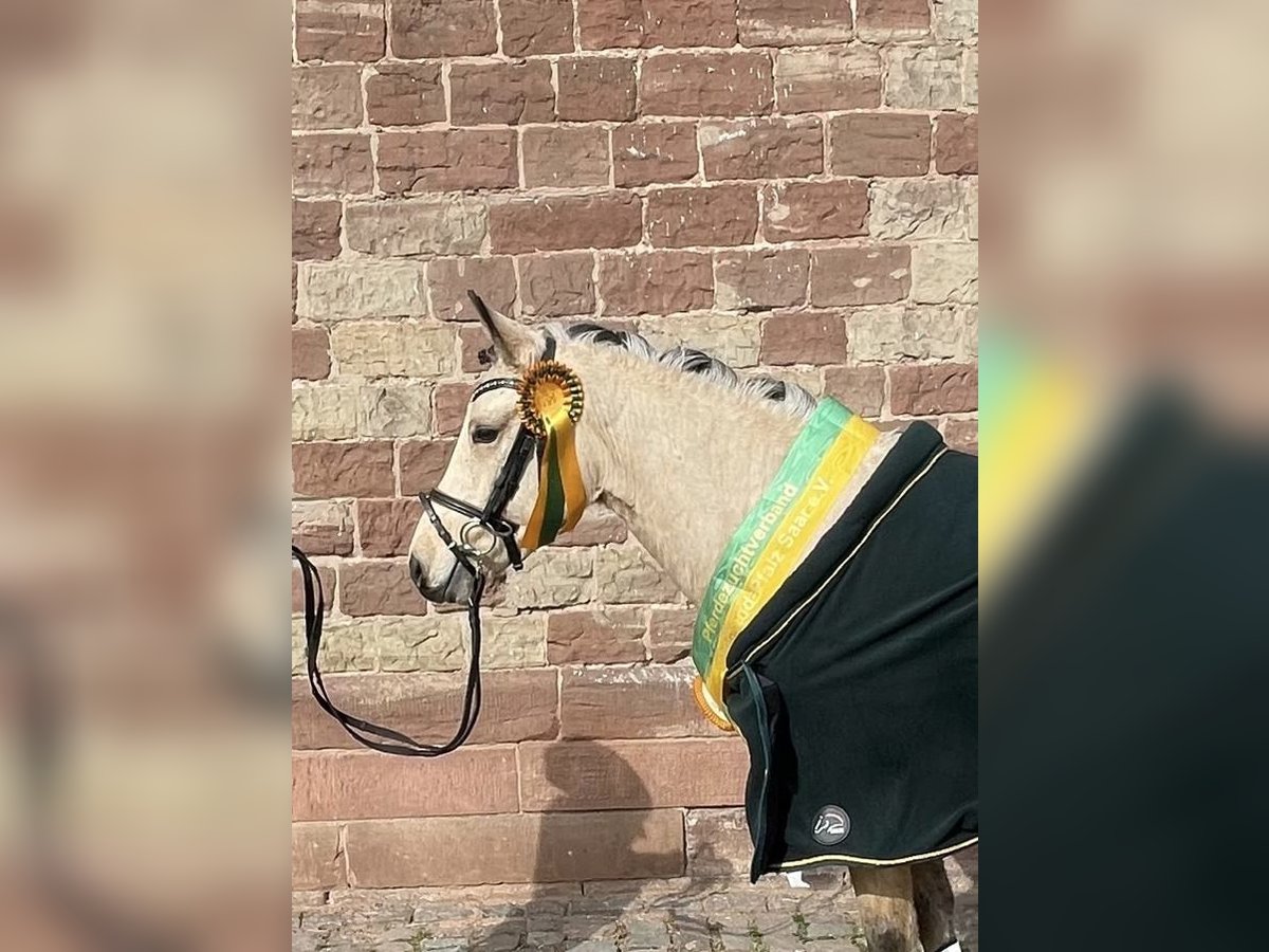 Deutsches Reitpony Stute 4 Jahre 140 cm Buckskin in ZweibrückenZweibrücken