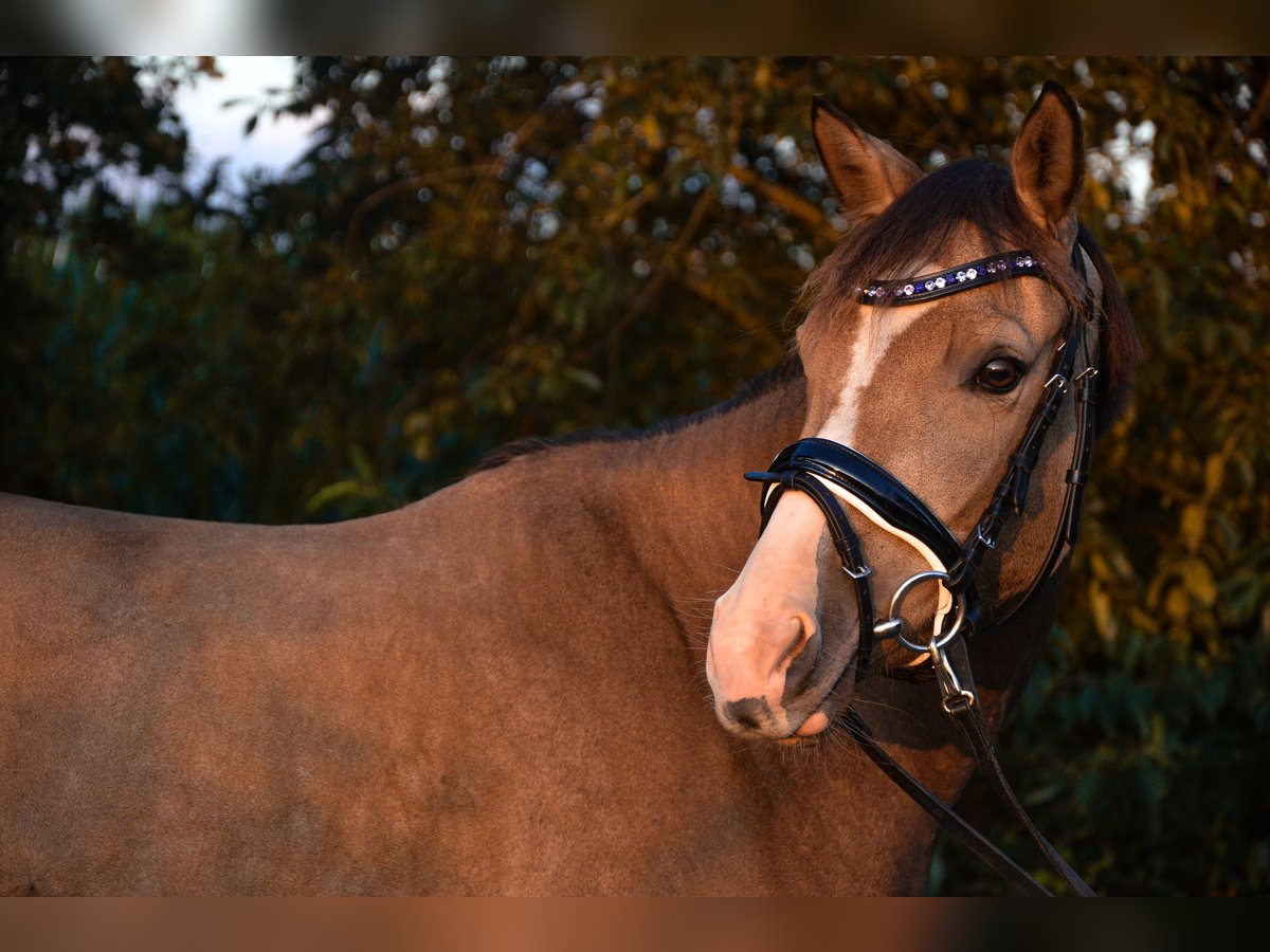 Deutsches Reitpony Stute 4 Jahre 140 cm Buckskin in Saerbeck