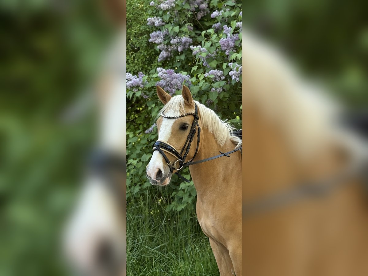 Deutsches Reitpony Stute 4 Jahre 141 cm Palomino in Heiligenstadt