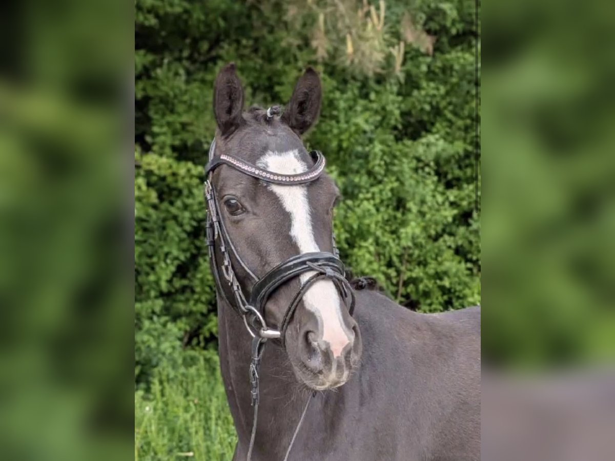 Deutsches Reitpony Stute 4 Jahre 142 cm Rappe in Speyer Deutsches Reitpony Stute 4 Jahre 142 cm Rappe in Speyer