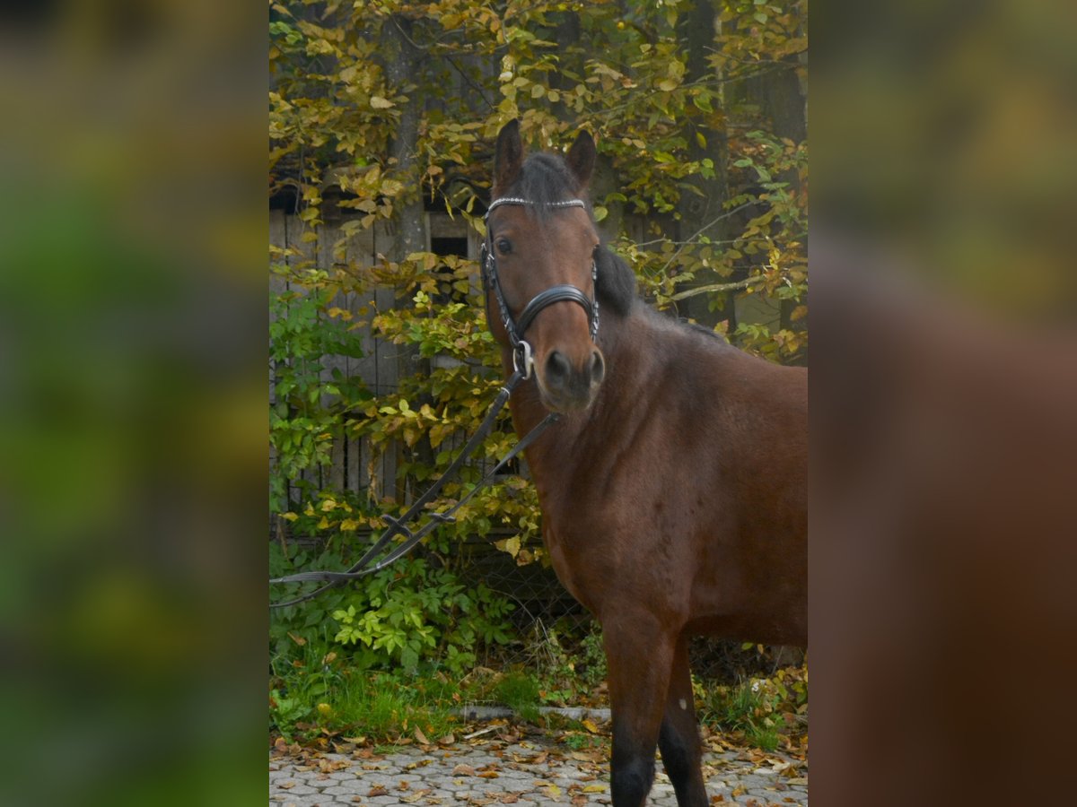 Deutsches Reitpony Stute 4 Jahre 143 cm Brauner in Würzburg