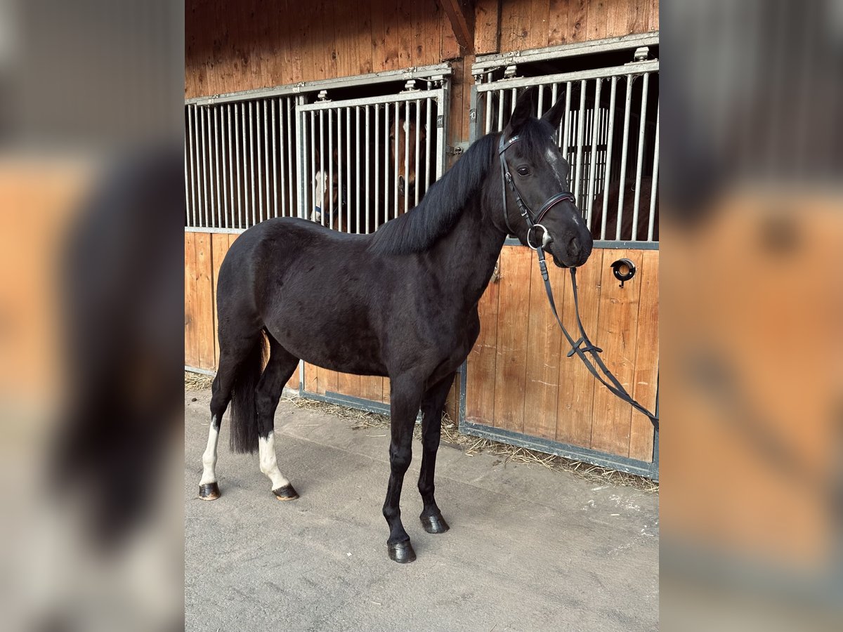 Deutsches Reitpony Stute 4 Jahre 143 cm Rappe in Dortmund