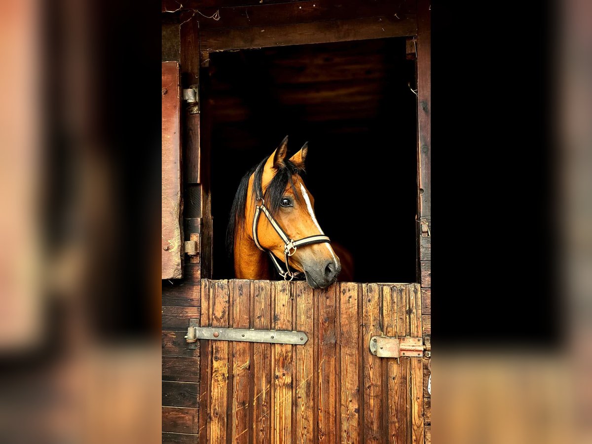 Deutsches Reitpony Stute 4 Jahre 144 cm Brauner in Bekdorf