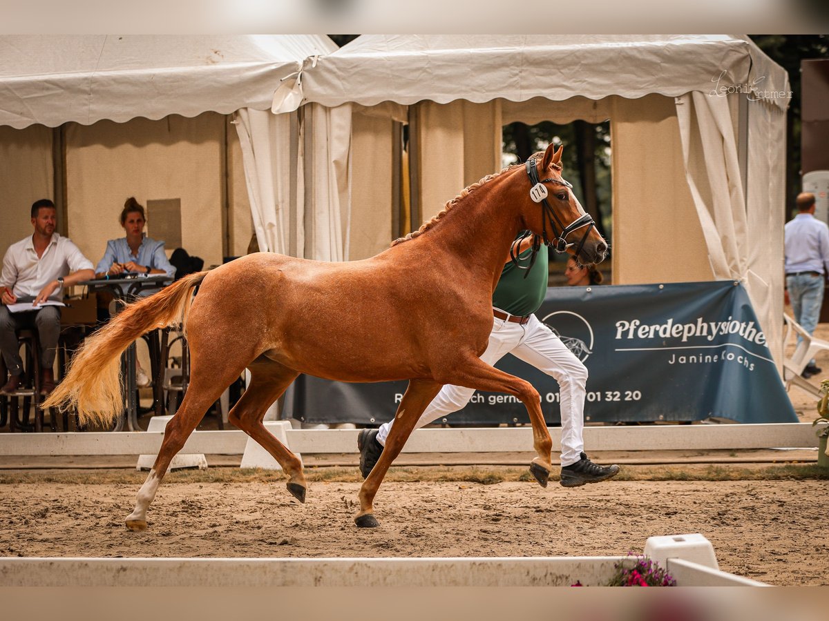 Deutsches Reitpony Stute 4 Jahre 144 cm Fuchs in Vettwei&#xDF;