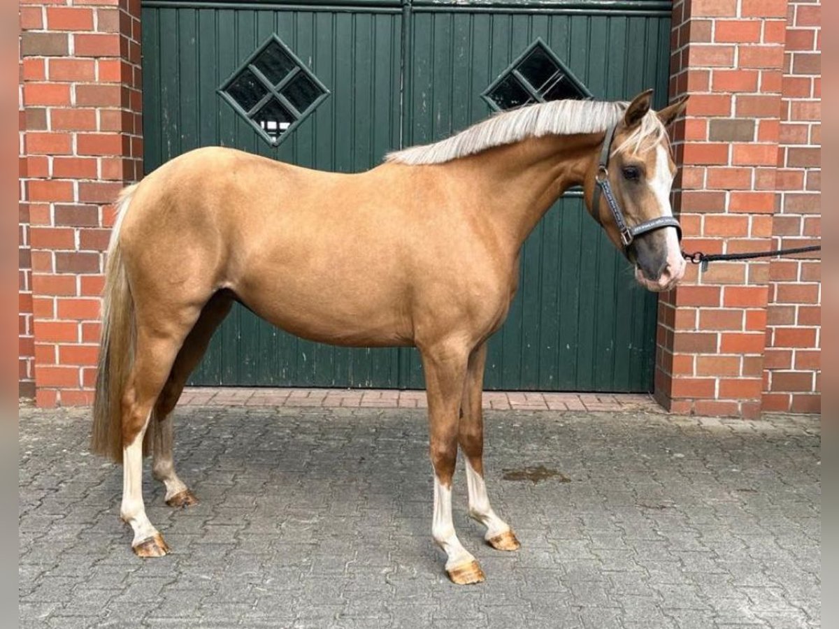 Deutsches Reitpony Stute 4 Jahre 144 cm Palomino in Uplengen Deutsches Reitpony Stute 4 Jahre 144 cm Palomino in Uplengen