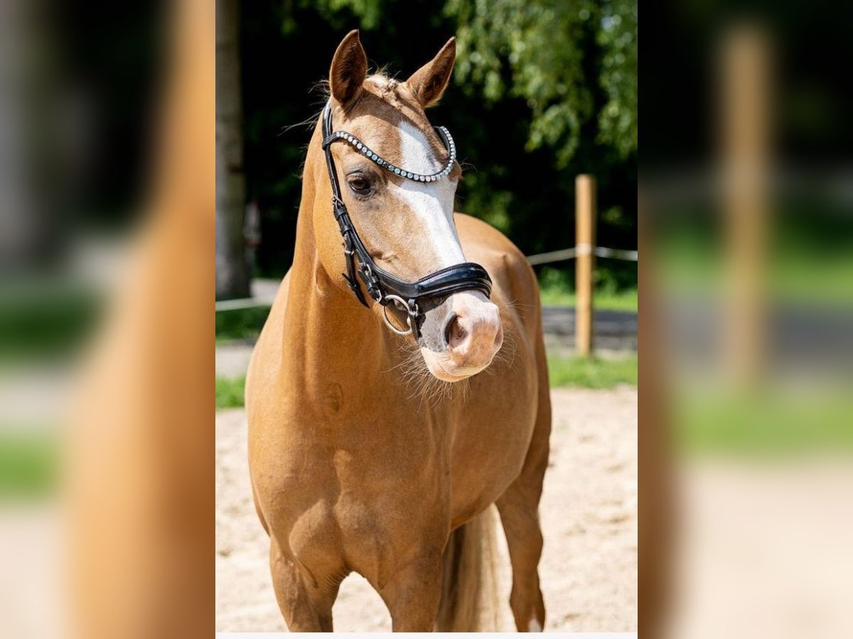 Deutsches Reitpony Stute 4 Jahre 144 cm Palomino in Uplengen