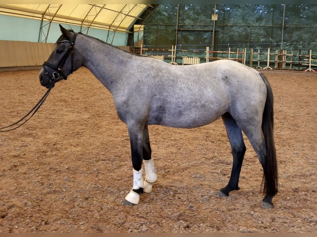 Deutsches Reitpony Stute 4 Jahre 144 cm Rappschimmel in Harsdorf