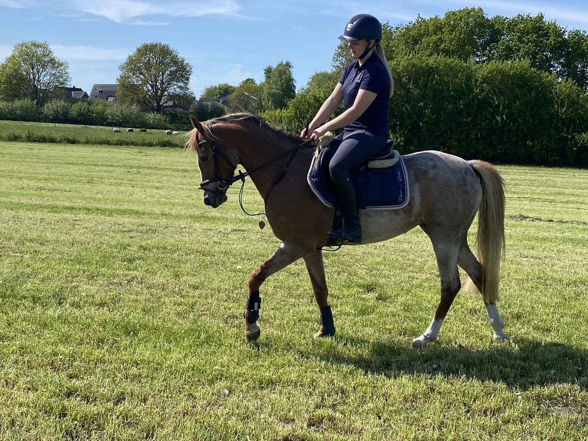 Deutsches Reitpony Stute 4 Jahre 144 cm Roan-Red in Sollwitt