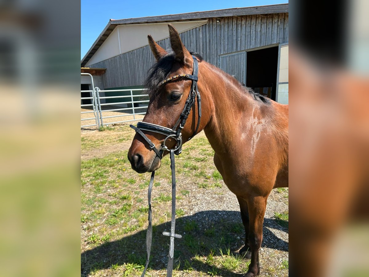 Deutsches Reitpony Stute 4 Jahre 145 cm Brauner in Marchtrenk