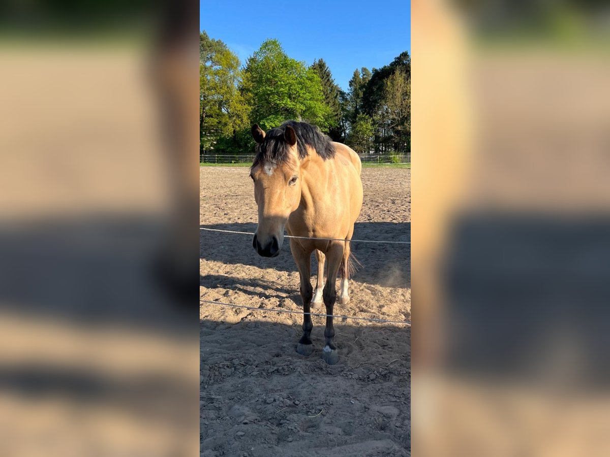 Deutsches Reitpony Stute 4 Jahre 145 cm Buckskin in Berlin
