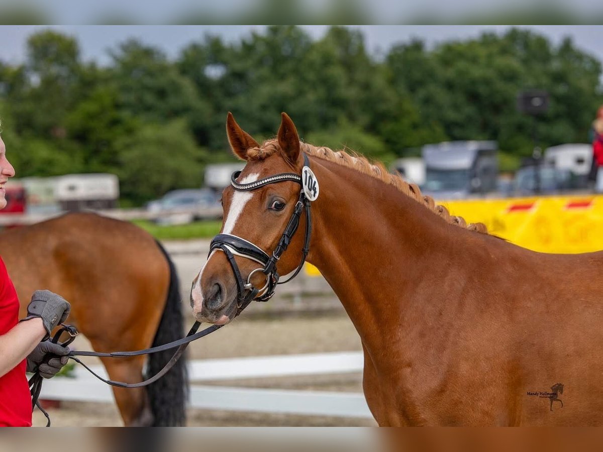 Deutsches Reitpony Stute 4 Jahre 145 cm Fuchs in Siegen