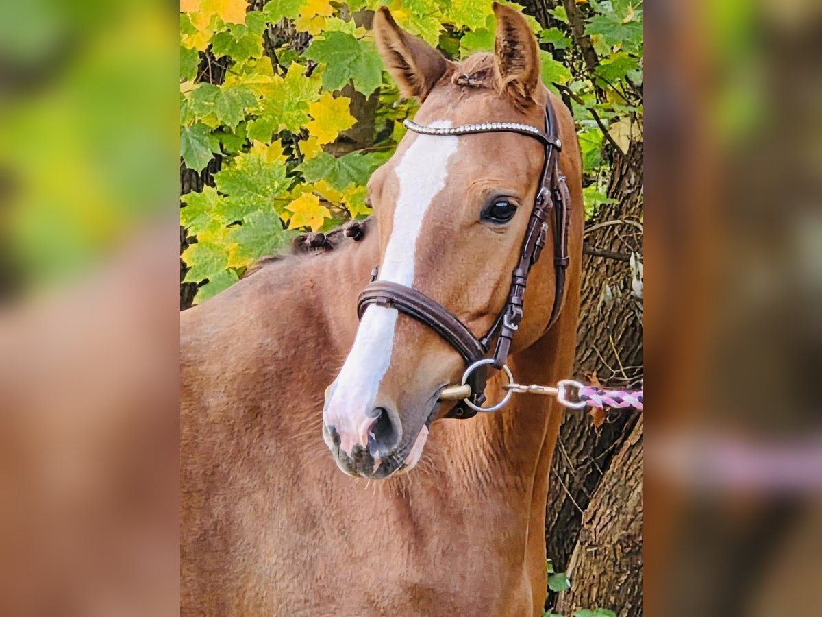 Deutsches Reitpony Stute 4 Jahre 145 cm Fuchs in Grevenbroich
