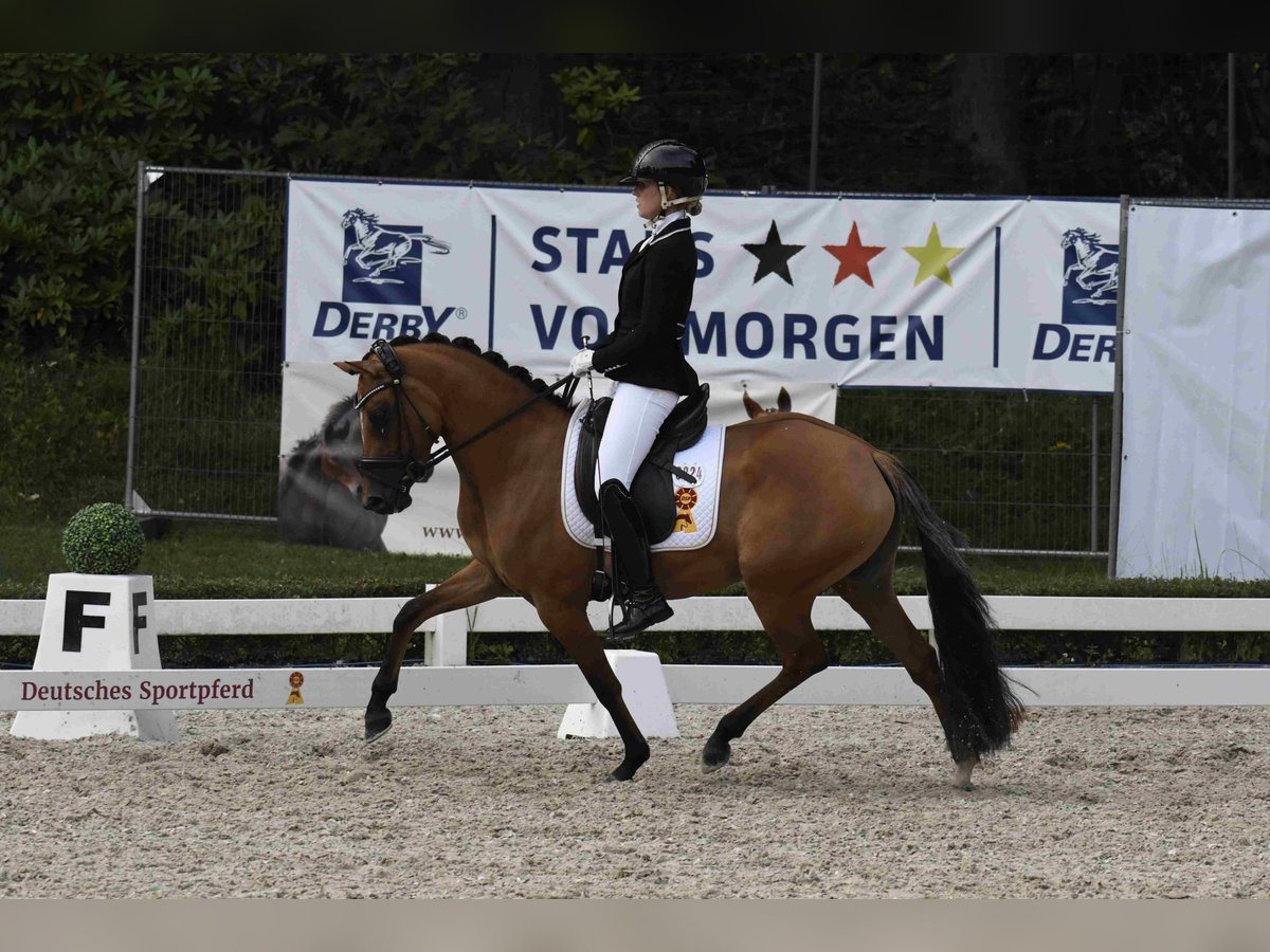 Deutsches Reitpony Stute 4 Jahre 145 cm Hellbrauner in Degersheim